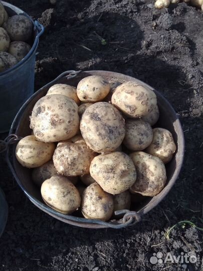 Продам картофель