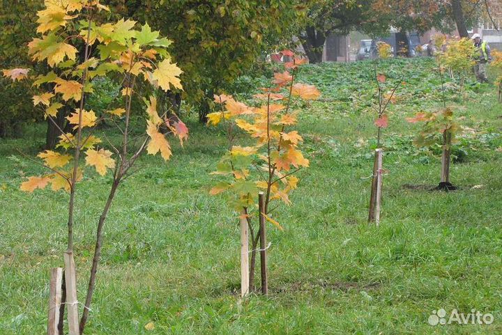 Саженцы Клён остролистный