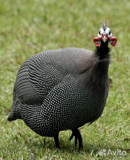 Продаются цесарки