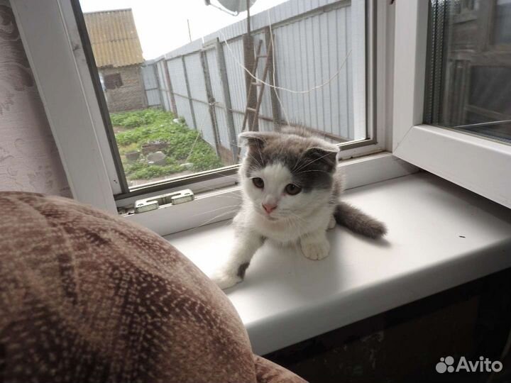 Котик вислоухий в добрые руки