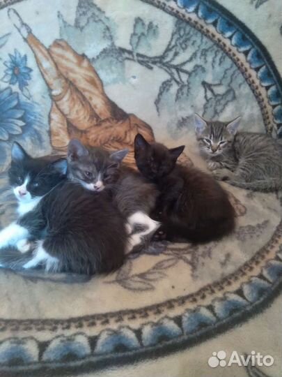 Кошка в дар бесплатно