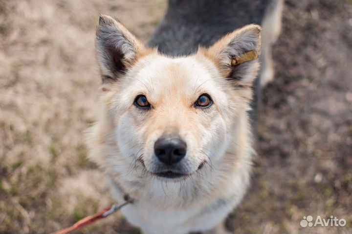 Собака из приюта в добрые руки бесплатно