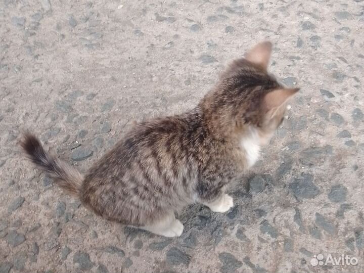 Кошка в дар бесплатно