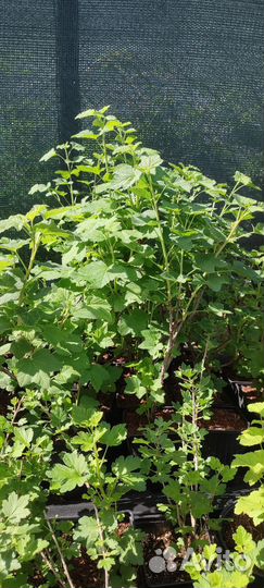 Саженцы малины, смородины, жимолости, крыжовника