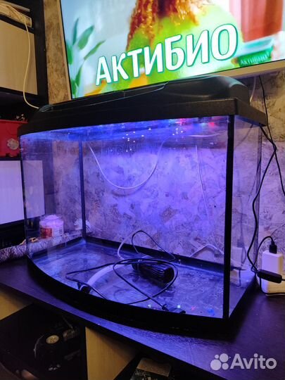 Аквариум с золотой рыбкой