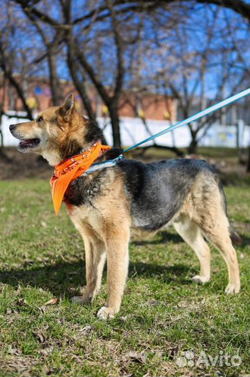 Собака в семью