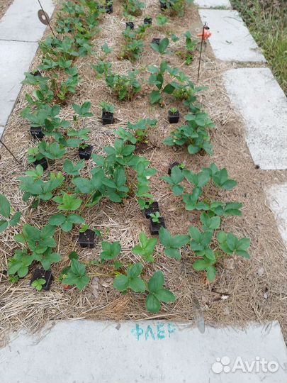 Рассада клубники