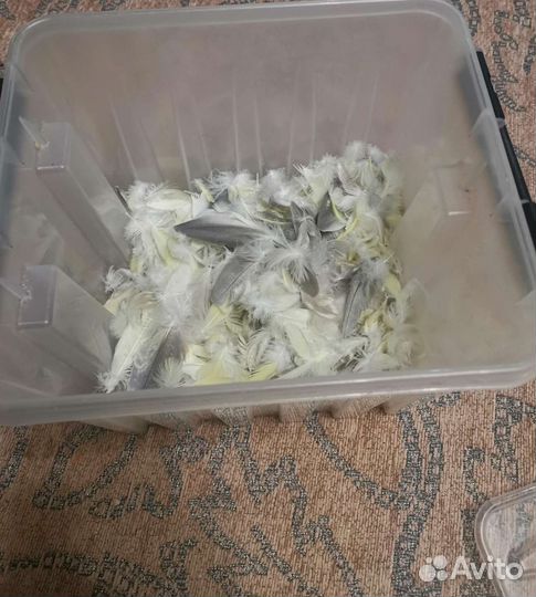 Перья попугаев корелла