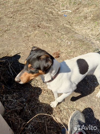 Джек Рассел Парсон терьер