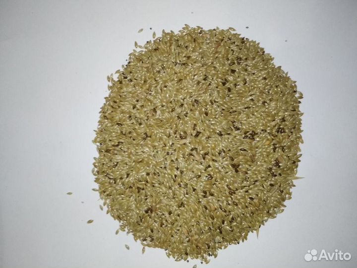 Канареечное семя