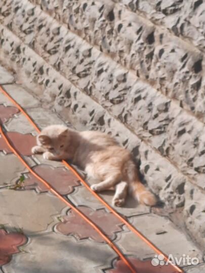 Уличная кошка