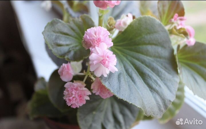 Бегония вечноцветущая махровая, бегония Беликония