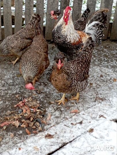 Инкубационное яйцо породной птицы