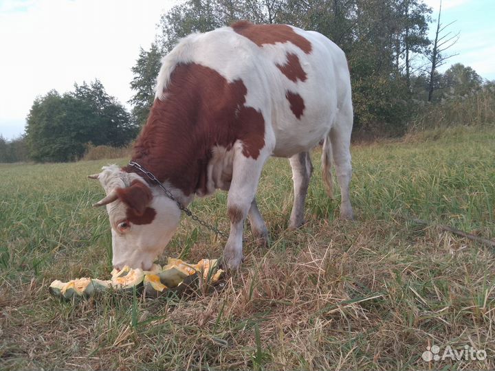 Стельная молочная корова