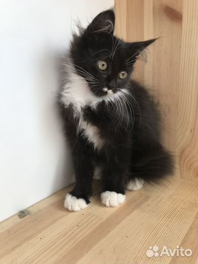 Отдам котенка в добрые руки