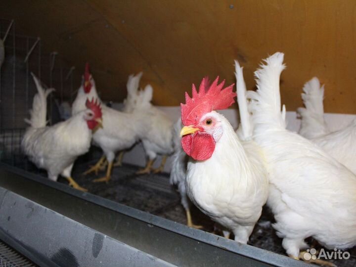 Куры несушки породы Ломан Браун