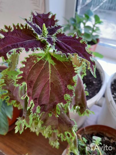 Спатифиллум