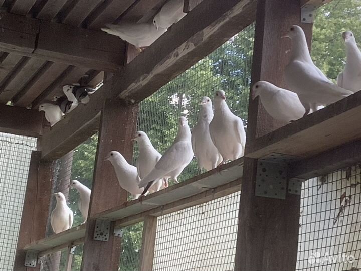 Выпуск голубей