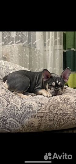 Французский бульдог кабель вязка