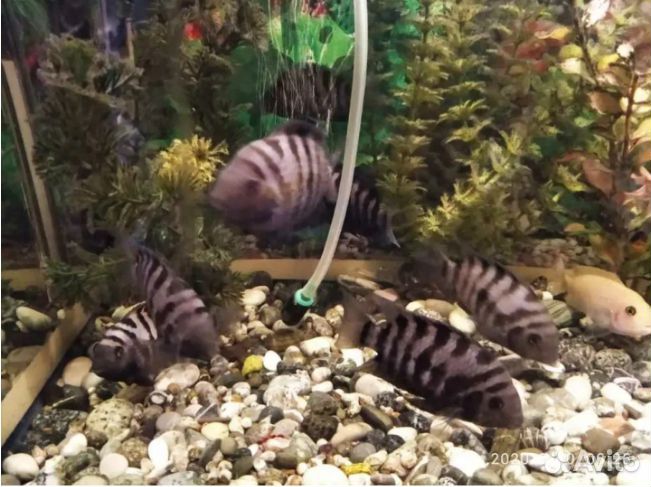 Цихлиды, улитки, аквариумы