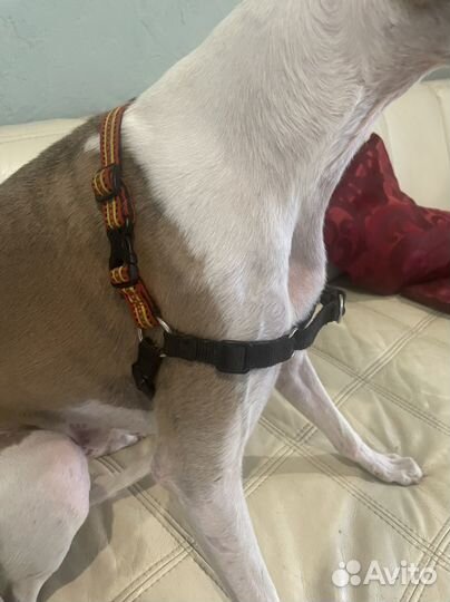 Шлейка корректирующая. Шлейка для собак