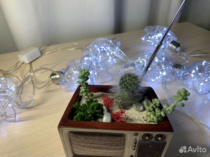 Флорариум суккуленты