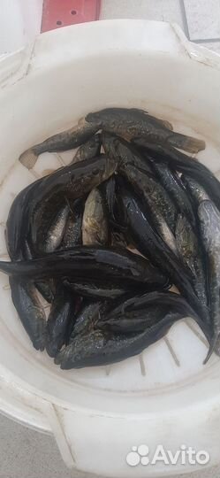 Живец для рыбалки Ротан