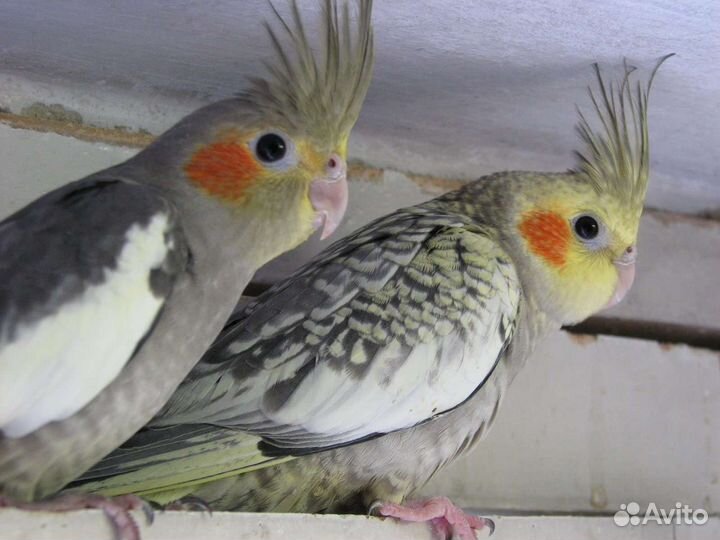 Попугай карелла с клеткой