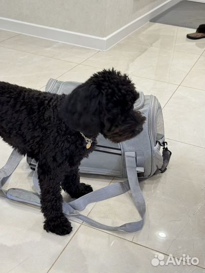 Сумка переноска для маленьких собак / щенков