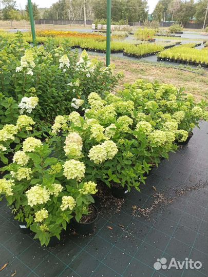 Гортензия метельчатая 2-х летка