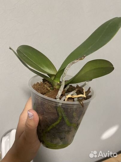 Орхидея фаленопсис сого юкидан