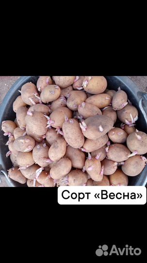 Семенной картофель