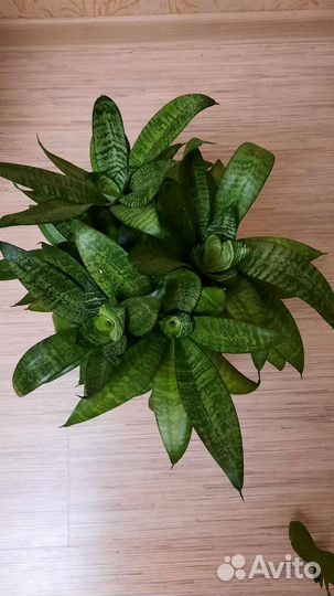 Сансевиерия