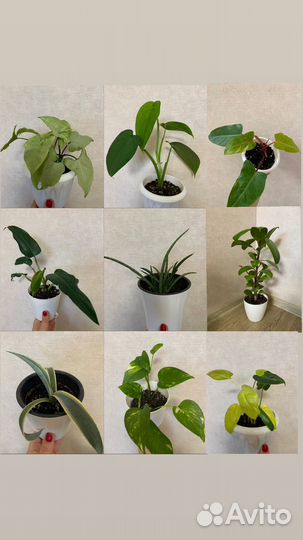 Комнатные растения по 300-500