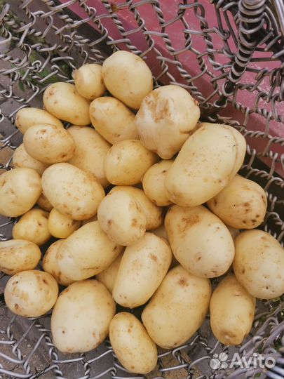 Помидоры, томаты, картошка, цукини, зелень