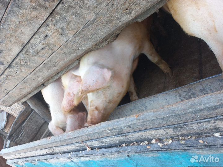 Продаю свиней живым весом
