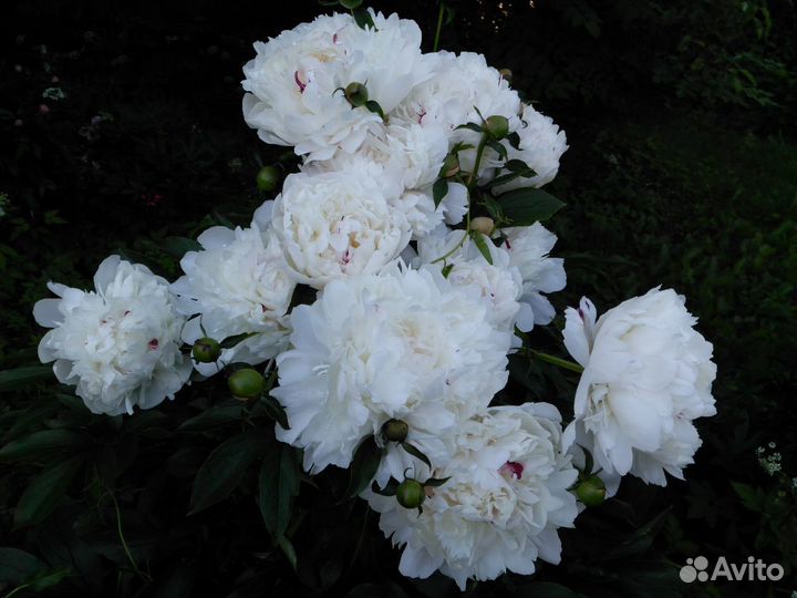 Пион белый с красной меткой и нежным ароматом розы