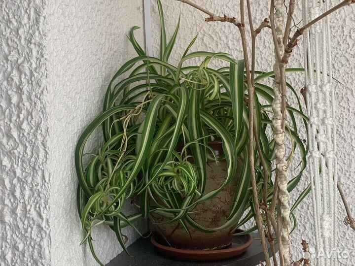 Хлорофитум