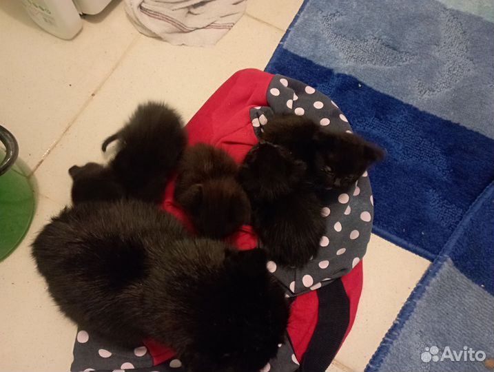 Котята в дар бесплатно