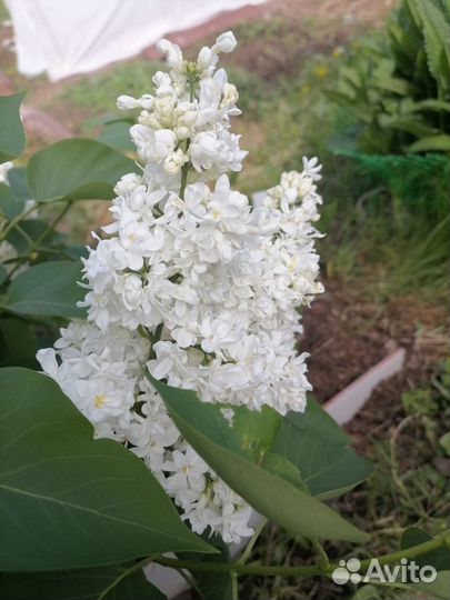 Сирень белая сортовая