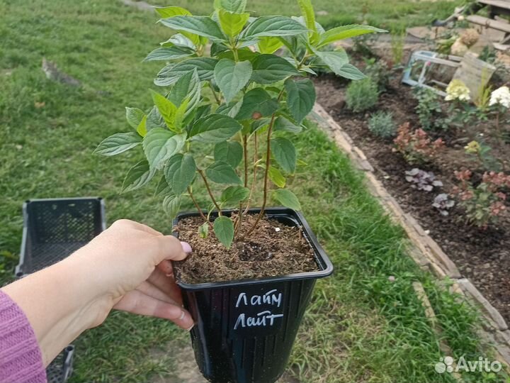 Гортензия метельчатая 