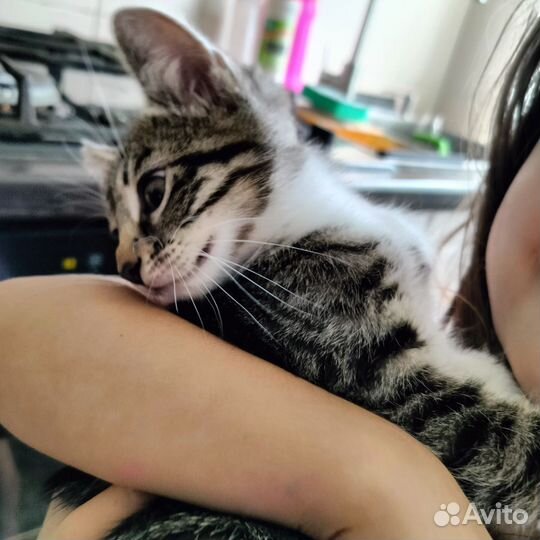 Котята