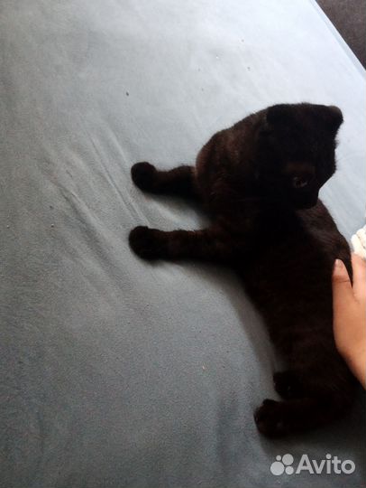 Веслолухая кошка 6 месяцев родилась 13 марта