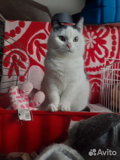 Кошка Ирви в поисках дома