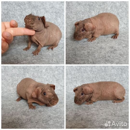 Морская свинка скинни девочки