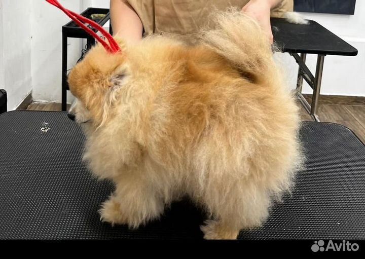 Услуги грумера