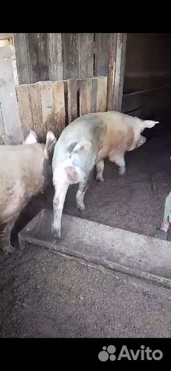 Кабан на племя