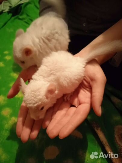 Шиншилла мальчики Бело-розовый эбони