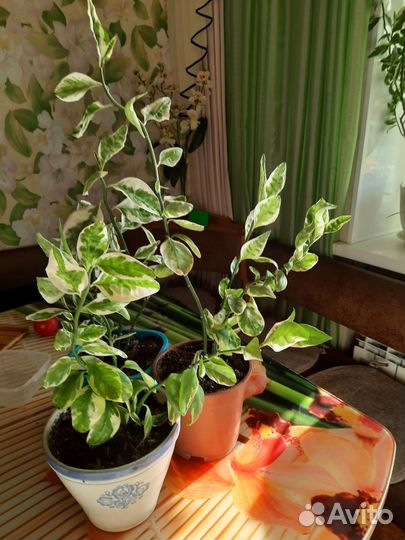 Педилантус