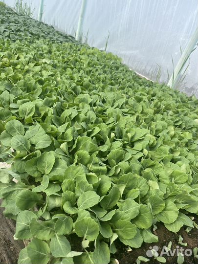 Рассада ранней капусты